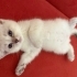 Pamuk