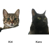 Kiri
