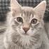 Duman