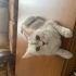 Pufy