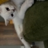 Pamuk