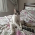 Pamuk