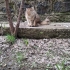 Aslan