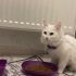 Pamuk