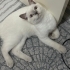 Susam