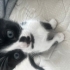 pisi