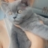 Duman