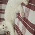 Pamuk