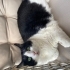 Zeytin