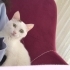 Tılsım Toni