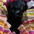 Zeytin