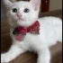 Pamuk