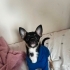 Dobby