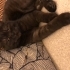 Miyo