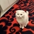 Pamuk