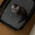 Haylaz