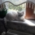 Pamuk