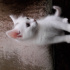 Pamuk