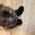 Duman
