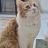 Ateş