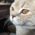 Duman