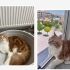 Rıfkı