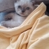 Duman