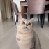 Bulut