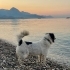 Patoş