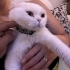Oshimen