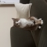 Kafi