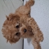 Cookie