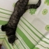 Çiko