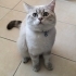 Latte maviş