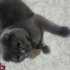 Tosun