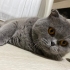 Bulut
