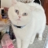 Umut