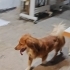 Tarçın