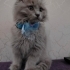 Duman