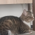 Olaf
