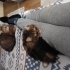 Kızım