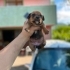 Bully gamedog cinsi