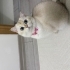 Mişa