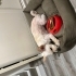 Kiraz