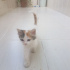 Umut
