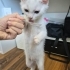 Albus(Albi)