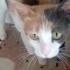 Lola