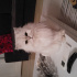 Pamuk
