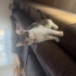 Mişa