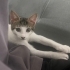 medet
